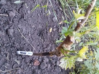 Виноград "Молдова" (поздний срок созревания, хорошо хранится до 180 дней и транспортируется) - фото 5