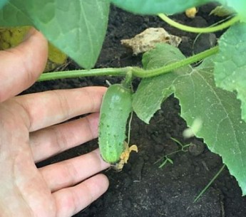 Огірок "Витончений" ТМ "Весна" 0,5г - фото 3