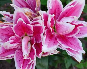 Лілія Розовидна "Roselily Samantha" - фото 3