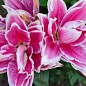 Лілія Розовидна "Roselily Samantha" цена