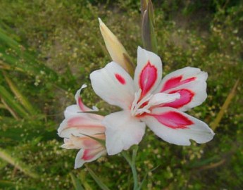 Гладіолус Нанус "Prince Claus" 3шт - фото 2