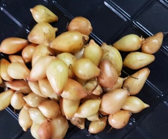 Голландский лук-севок 0.5кг (арбажейка) поздний, желтый "Сеттон" - фото 3