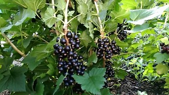 Смородина чорна "Гоферт" (Gofert) (ранній термін дозрівання, високоврожайний сорт) - фото 7