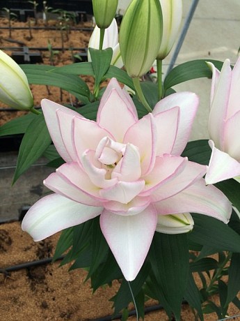 Лилия Розовидная "Roselily Anouska"  - фото 3