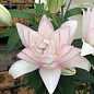 Лилия Розовидная "Roselily Anouska"  цена