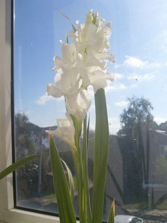 Гладіолус "Virgin" 3шт - фото 2