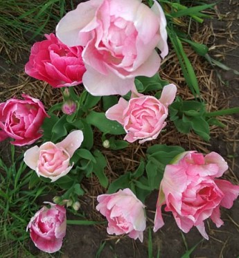 Тюльпан "Angelique" (розмір 10/11, великий) 3шт в упаковці - фото 3