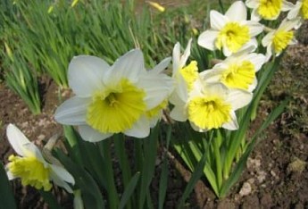 Нарцисс "Ice Follies" (размер 10/12 , крупный) 2шт в упаковке - фото 3