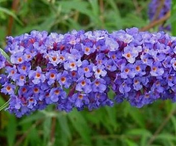 Буддлея Давида "Empire blue" - фото 3