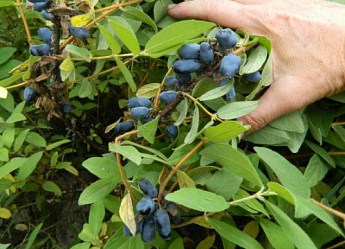 Жимолость "Атут" (ранній термін дозрівання, самий невибагливий і зимостійкий сорт) - фото 9