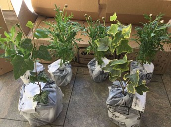 Плющ пестролистный "Goldchild" контейнер Р9 - фото 3