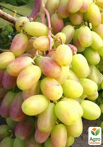 Виноград "Айсберг" (ранній, соковитий, ароматний)