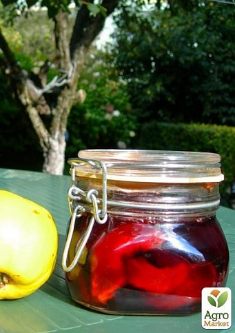 Айва яблоковидная (высота саженца 1м) - фото 2