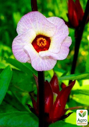 Каркаде (Суданская Роза) гибискус "Сабдариффа" - фото 3