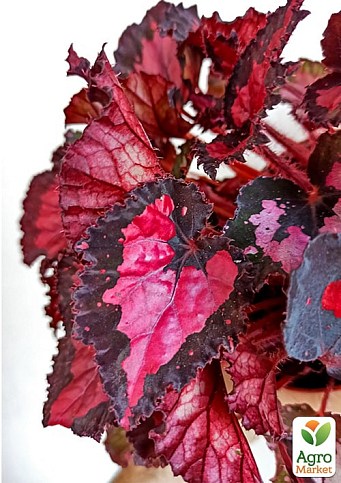 Бегония королевская REX "Inca Night" 20-30см - фото 3