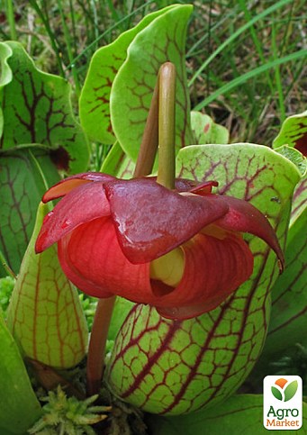 Саррацения Пурпурная (Sarracenia purpurea venosa)