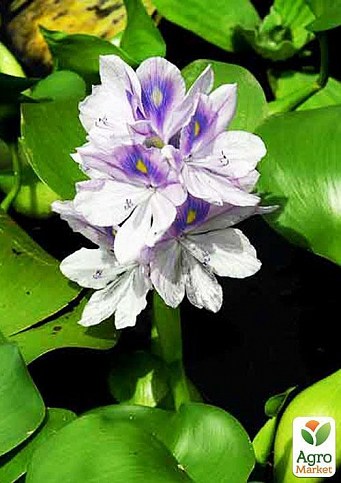 Эйхорния (водяной гиацинт) - фото 6