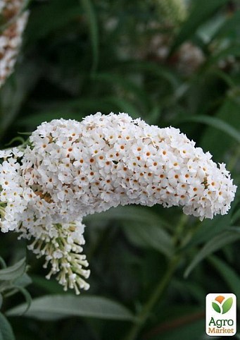 Будлея Давида `White Profusion` контейнер 1л