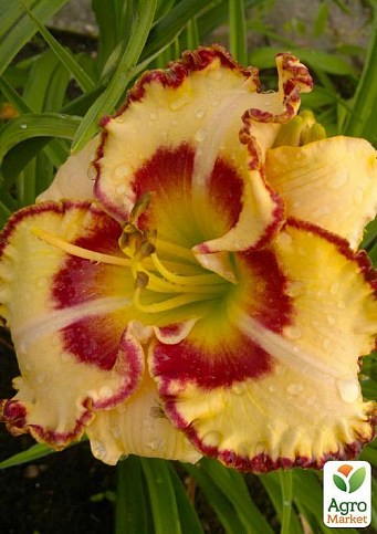 Лілійник "Lady Betty Fretz"