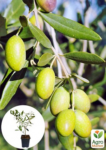Оливковое Дерево "Olea Europaea" (мини штамб) высота 35-45см