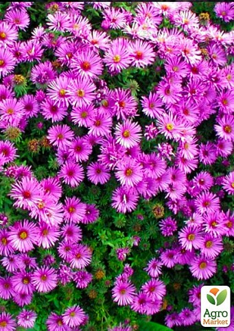 Астра ново-бельгійська "Fuchsia" (С1,5 висота 30-40см)