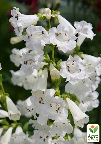 Пенстемон "Harlequin White"