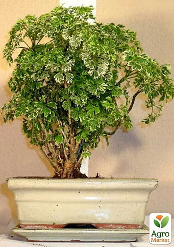 Бонсай "Polyscias" - фото 4