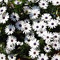 Остеоспермум ампельный "Erato Basket White" (контейнер № 10, высота 10-20 см)