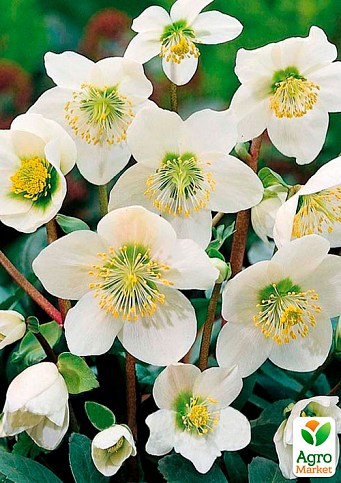 Морозник (Helleborus) "Potter`s Wheel"