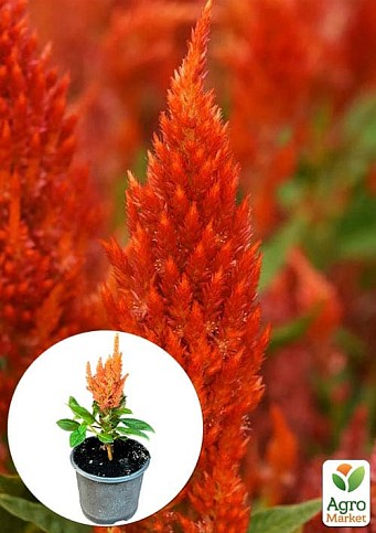 Целозия серебристая Sunday "Orange"