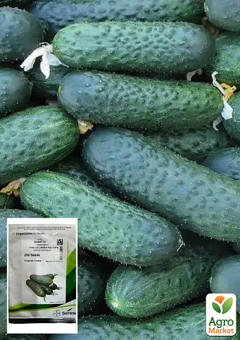 Огурец "СВ 4097 F1" ТМ "Seminis" 250шт