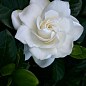 Гарденія жасминоподібна "Fortune" (Gardenia jasminoides) купить