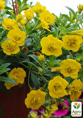 Калібрахоа Calita «Double Sun» (контейнер № 10, висота 10-15см) - фото 2