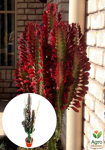 Эуфорбия Тригона "Rubra" (высота 80-100см)