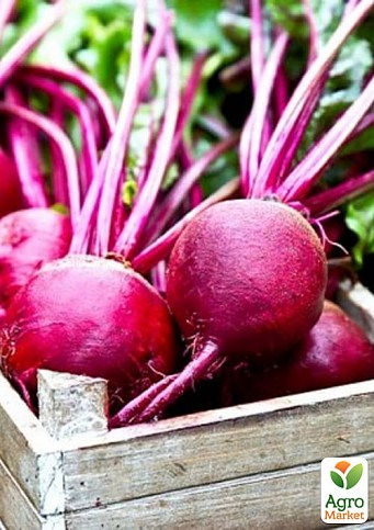 Буряк  столовий "Гарольд" ТМ "Lark Seeds" 5кг