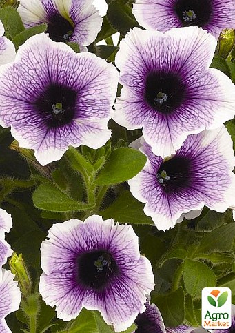 Петуния ампельная Sweetunia "Purple Spotlight" (контейнер №10, высота 10-15см)