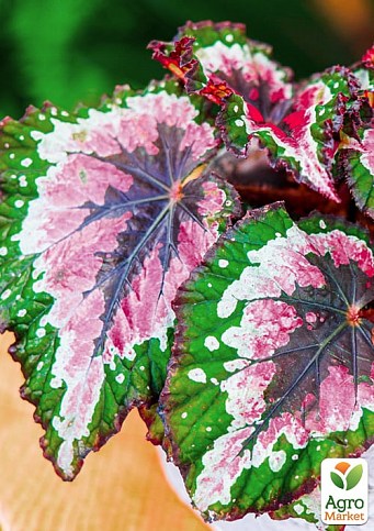 Бегонія королівська REX "Merry Christmas" 20-30см  - фото 3