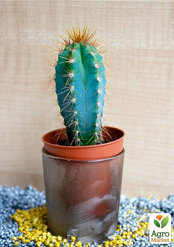 Кактус "Пилозоцереус" (Pilosocereus azureus) (Нидерланды)