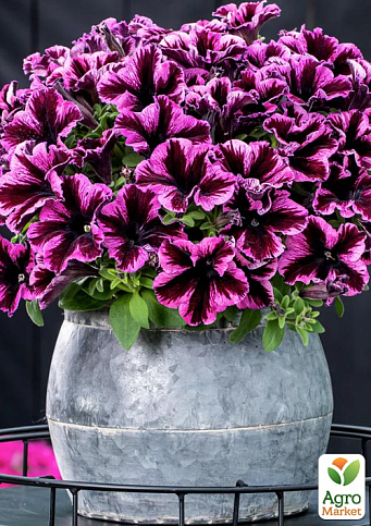 Петунія ампельна Crazytunia "Cosmic Purple"