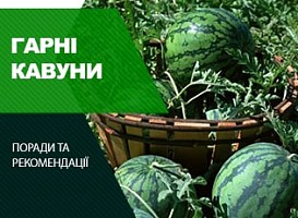 Формування кавунів - корисні статті про садівництво від Agro-Market