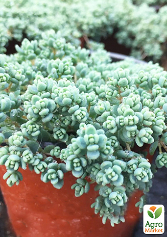 Очиток густолистный "Опелайн" (Sedum dasyphyllum "Opaline")