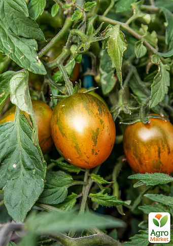 Томат ампельний "Тамблінг тайгер" ТМ "Vesna Select" 0.1г