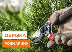 Обрізка розмарину: найкращі практики та поради щодо обрізання розмарину | Agro-market
