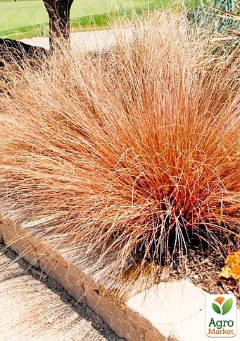 Осока Буханана "Red Rooster" вазон С2, высота 15-30см - фото 2