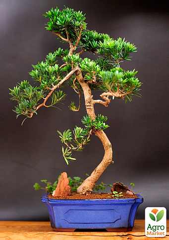 Бонсай "Podocarpus" висота 25-35см