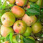 Яблоня колоновидная "Янтарное ожерелье" купить