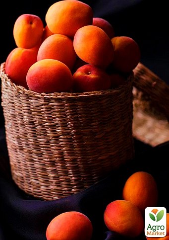 Ексклюзив! Абрикос яскраво-помаранчевий з рум'янцем "Сонця відблиск" (Sun glare) (преміальний середньо-пізній сорт) - фото 3