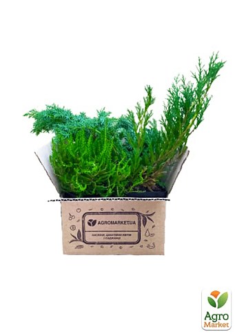 Можжевельник средний "Mint Julep" (контейнер Р9, высота 10-12 см) - фото 3