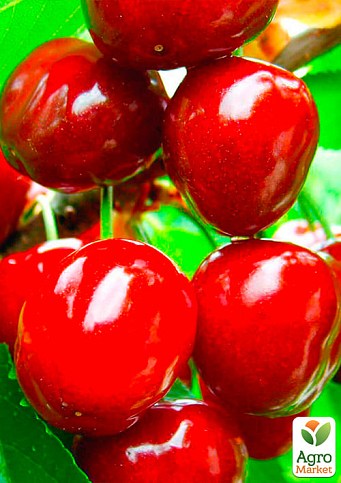 Черешня чешской селекции "Тамара" (летний сорт, поздний срок созревания) - фото 2