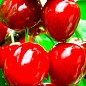 Черешня чешской селекции "Тамара" (летний сорт, поздний срок созревания) купить